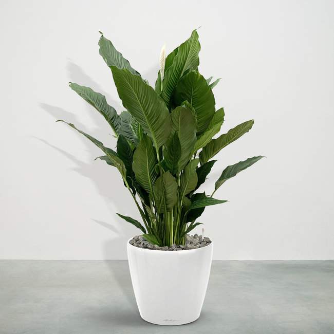 Spathiphyllum inklusive Joy Weiß L