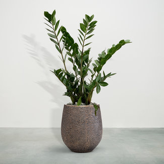 Zamioculcas including Mason Gold S