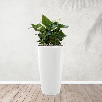 Anthurium White - 40 cm