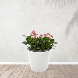 Anthurium Roze - 40 cm