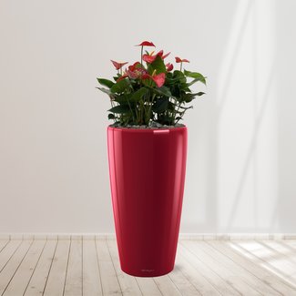 Anthurium Red - 40 cm
