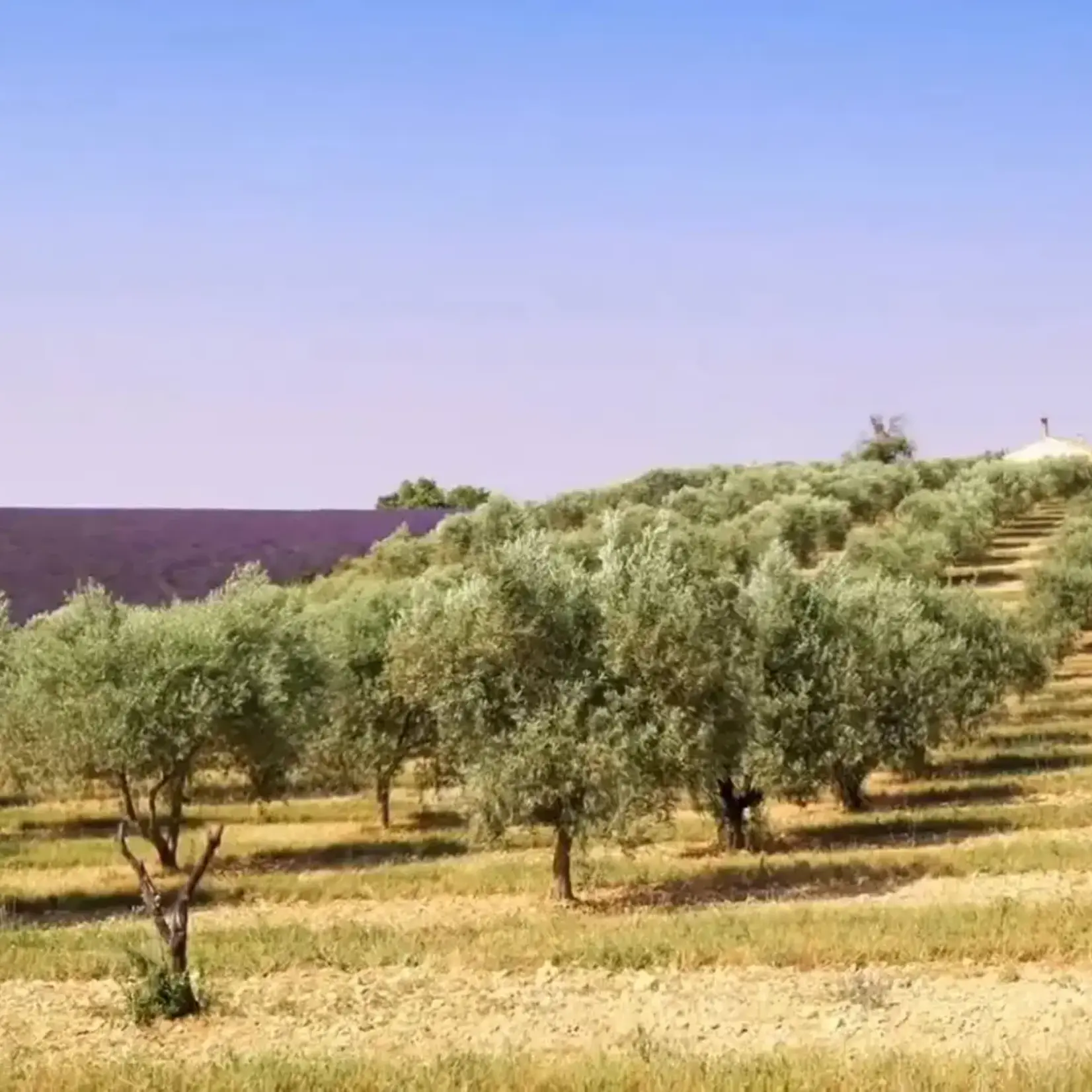 TERRE DEGLI TERRE DEGLI 250ML EXTRA VIERGE OLIJFOLIE ITALIE