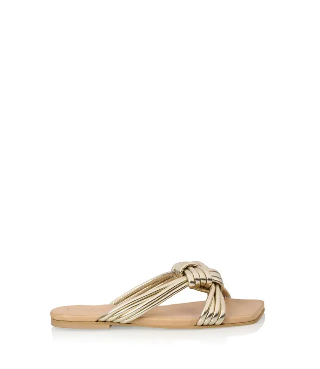 DWRS Slipper Tunis Champ.