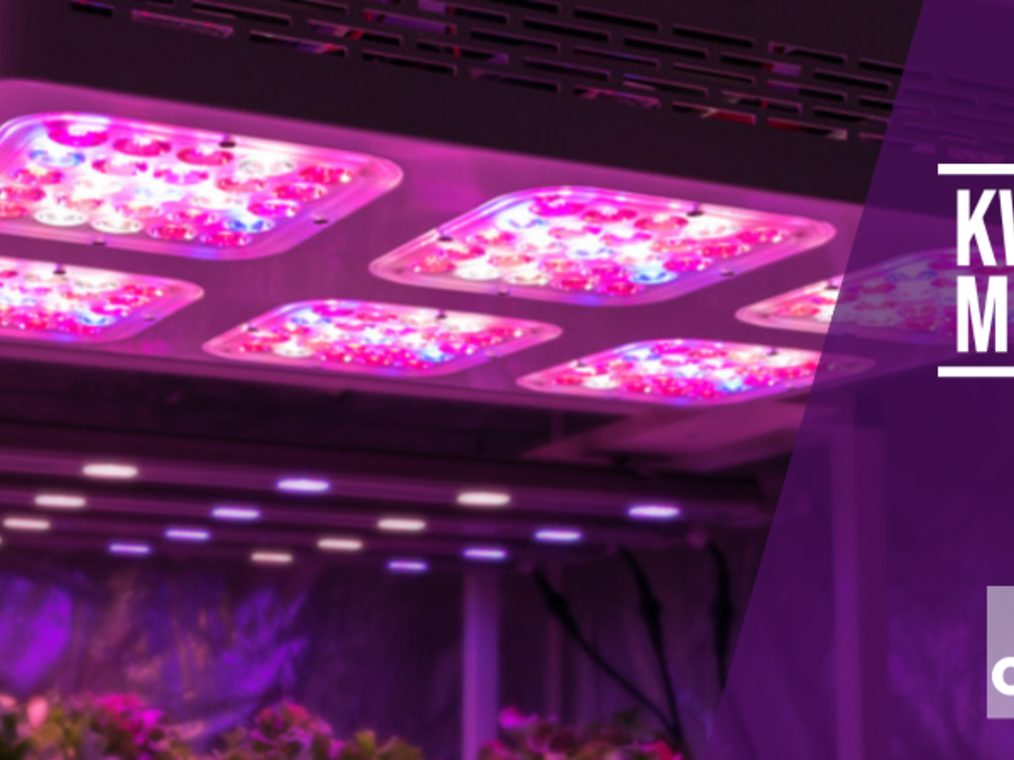 mouw complicaties helaas Blogs - De voordelen van kweken met LED kweeklampen
