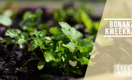 Waarom de Bonanza kweekkast de aller beste is