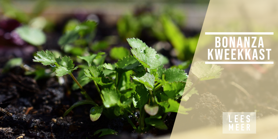 Waarom de Bonanza kweekkast de aller beste is