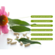 Over ons merk – Jouw partner in natuurlijke gezondheid. Echinacea - 60 Vcaps Over ons merk – Jouw partner in natuurlijke gezondheid. Echinacea - 60 Vcaps
