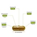 Broccoli Extract preDIM - 60 vcaps Broccoli Extract preDIM - 60 vcaps