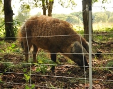 Netten
