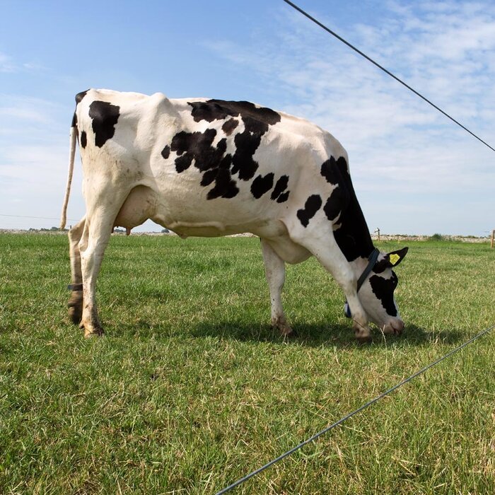 Gealuminiseerd draad (High Tensile) ø 1,6 mm (ca. 1580 meter)