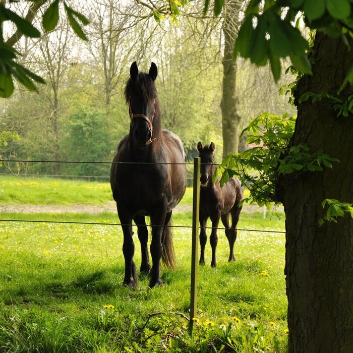 EquiFence Permanentkabel (terra, 250 meter)