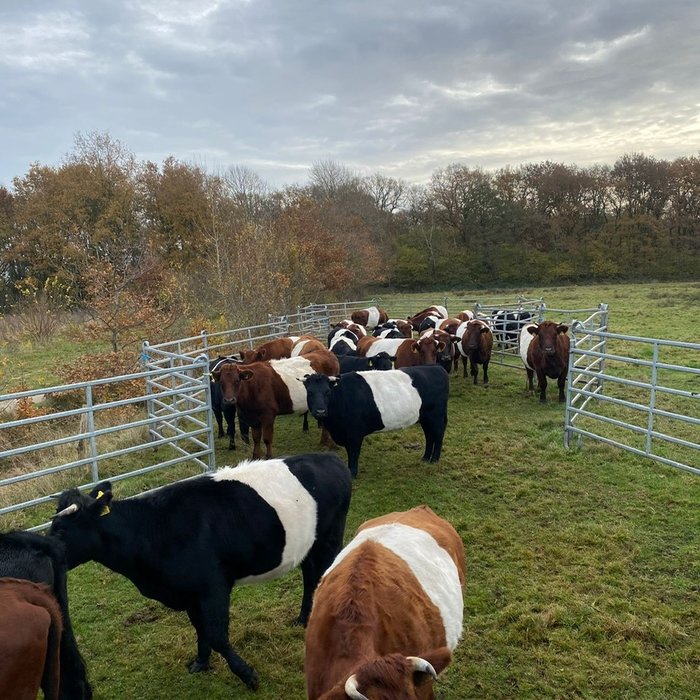 Animal Fences Vangkraal 9 mtr. x 9 mtr.