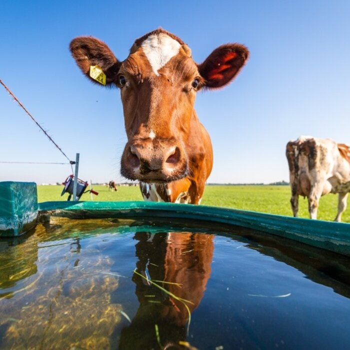 Suevia Weidedrinkbak WT 600 zonder vlotter