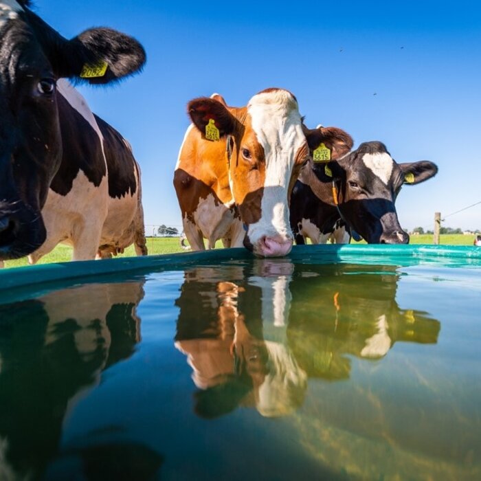 Suevia Weidedrinkbak WT 1000 zonder vlotter