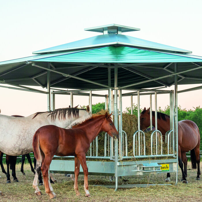 Patura Klimaatruif palissade voerhek en groot klimatiseringsdak van 36m2.