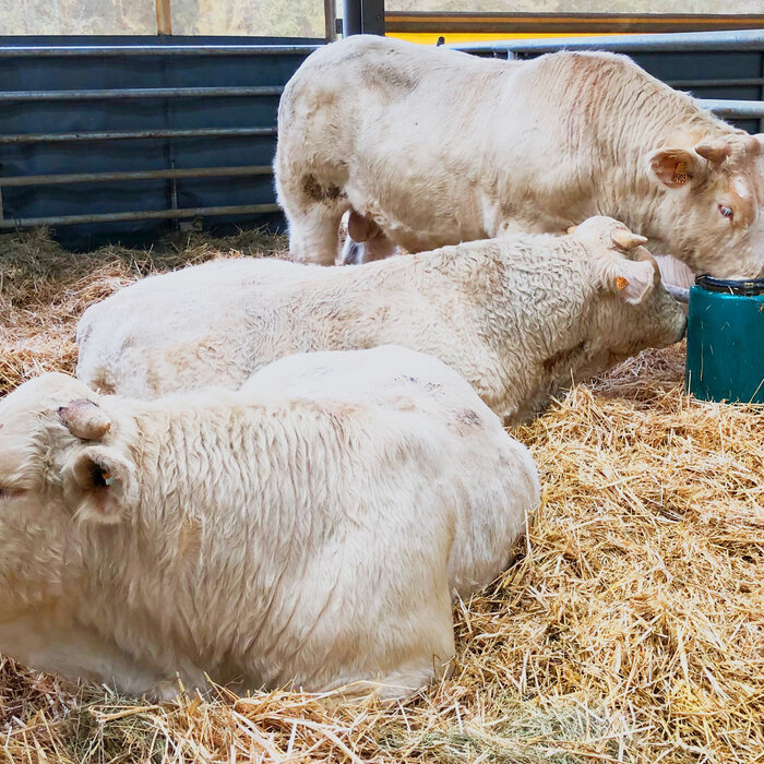 Lepeldrinkbak Mod. 41A, verwarmbaar, 80 Watt