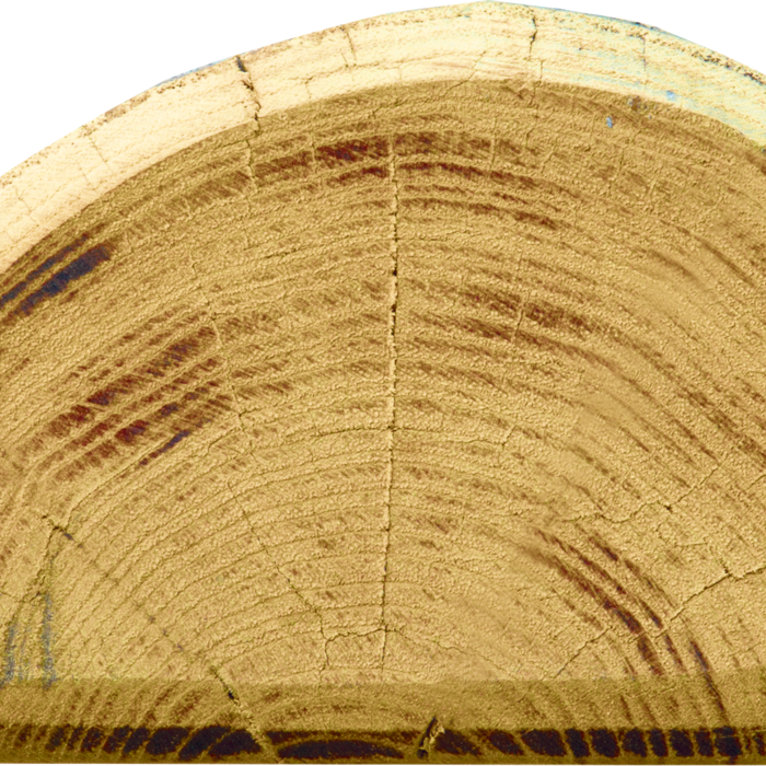 Patura Robinia paal, gehalveerd, 2000 mm, d=13-15 cm, afgeschuind, 3-voudig onthorst