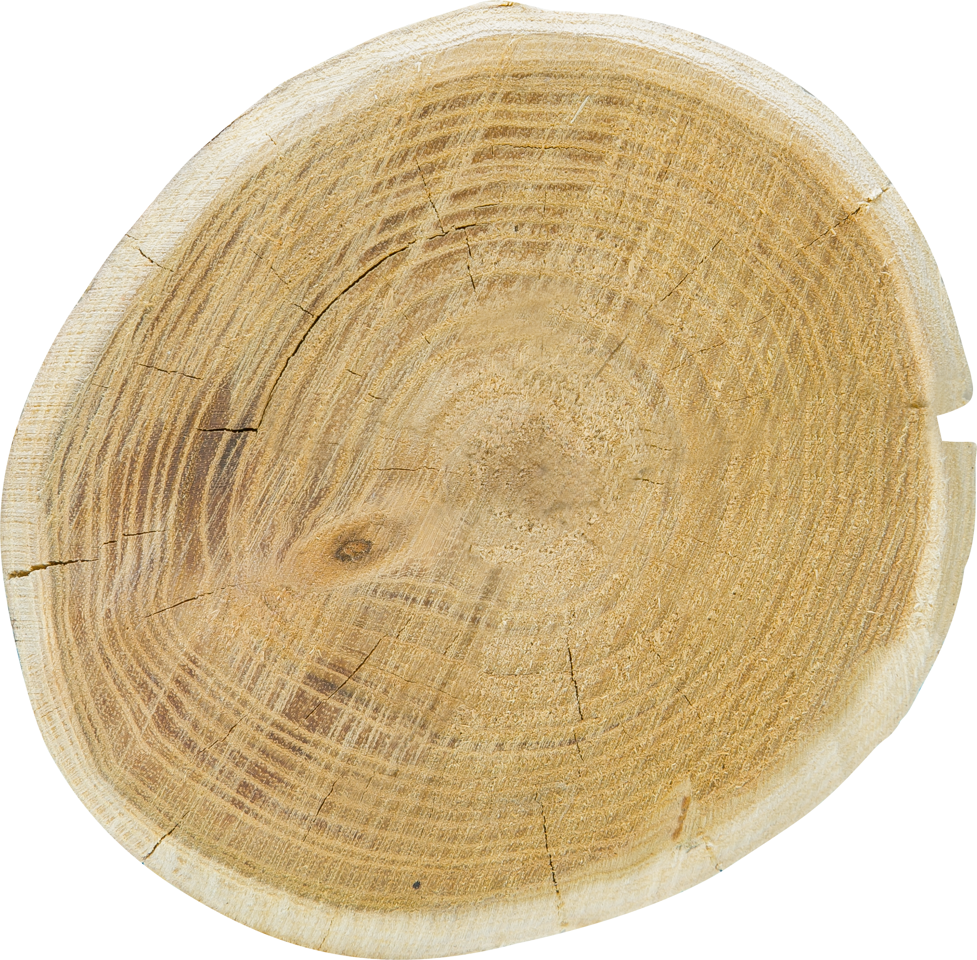 Patura Robinia paal, rond, 2250 mm, d=14-16 cm afgeschuind, 4- voudig gescherpt, ontschorst