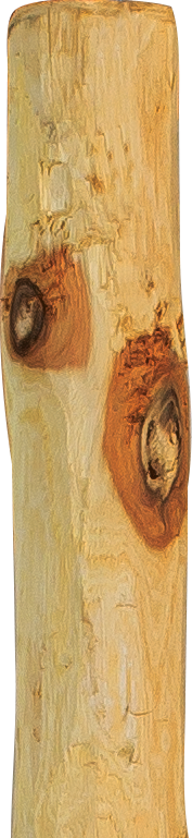 Patura Robinia paal, rond, 2,0 m, d= 6-8 cm, afgeschuind, 4- voudig gescherpt, ontschorst