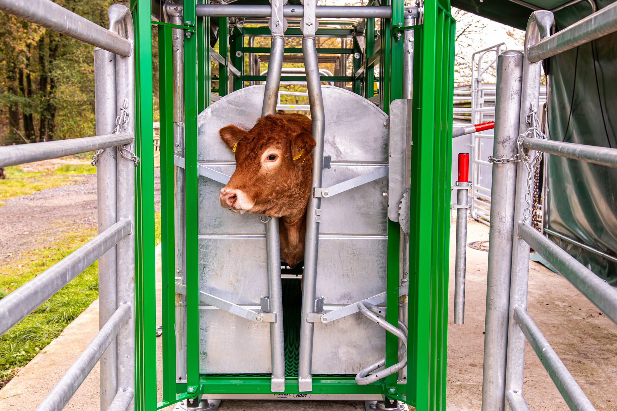 Patura Cattle Crush A6000 with rear sliding gate, baulk gate double-leaf, infinitely headbail