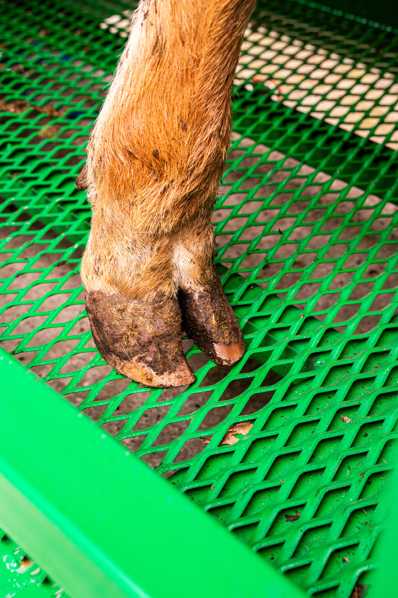 Patura Behandelbox A6000, groen gelakt