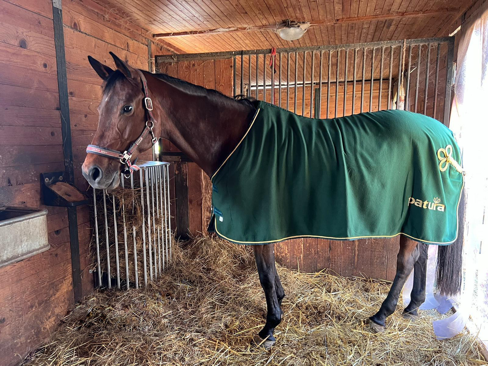 Patura Wandruif variabel, Hoogte 1,00 m