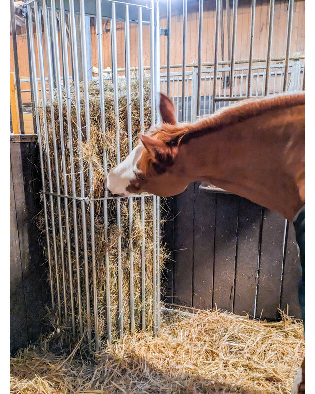 Patura Wandruif variabel, Hoogte 2,00 m