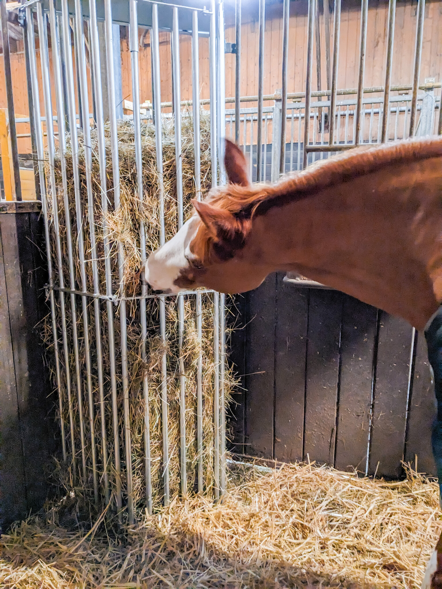 Patura Wandruif variabel, Hoogte 2,00 m