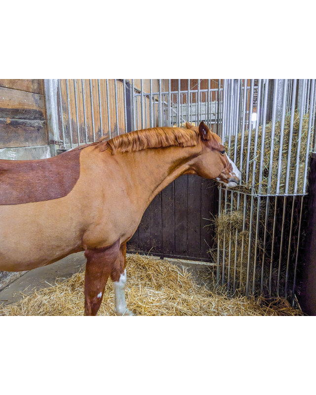 Patura Wandruif variabel, Hoogte 2,00 m