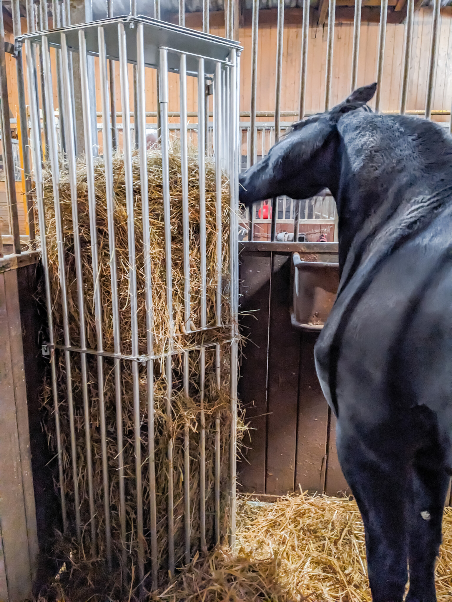 Patura Wandruif variabel, Hoogte 2,00 m