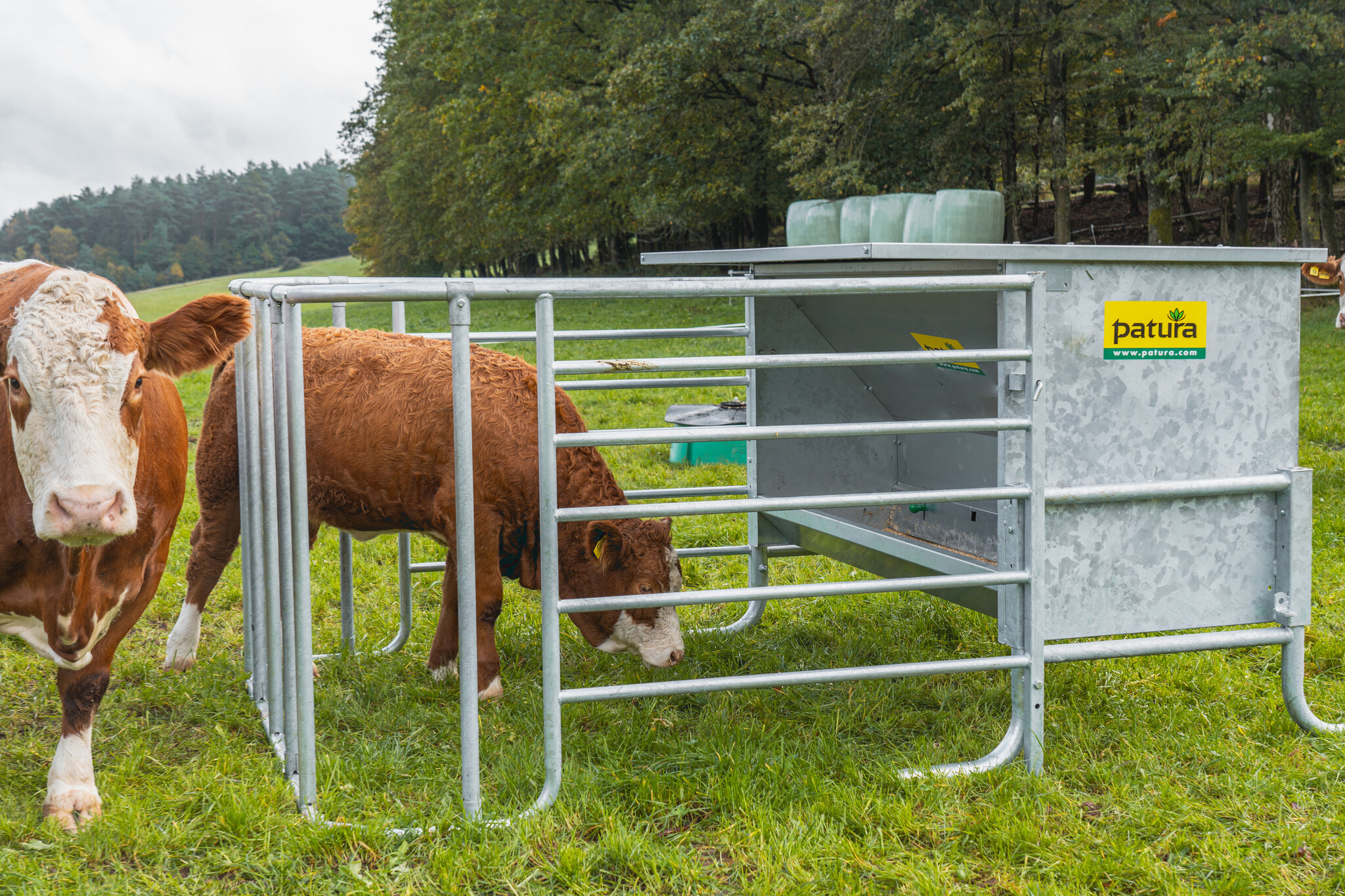 Patura Krachtvoerautomaat voor kalveren incl. hekwerk