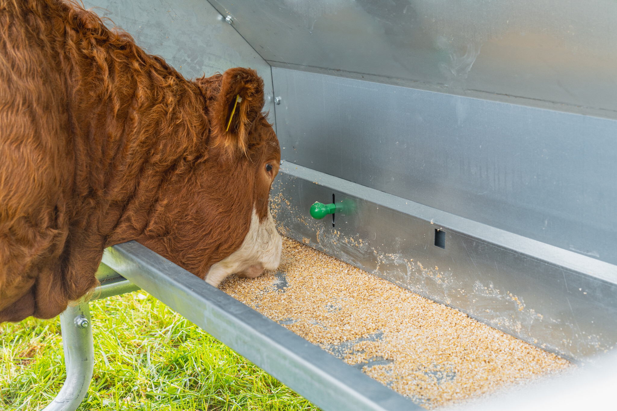 Patura Krachtvoerautomaat voor kalveren incl. hekwerk