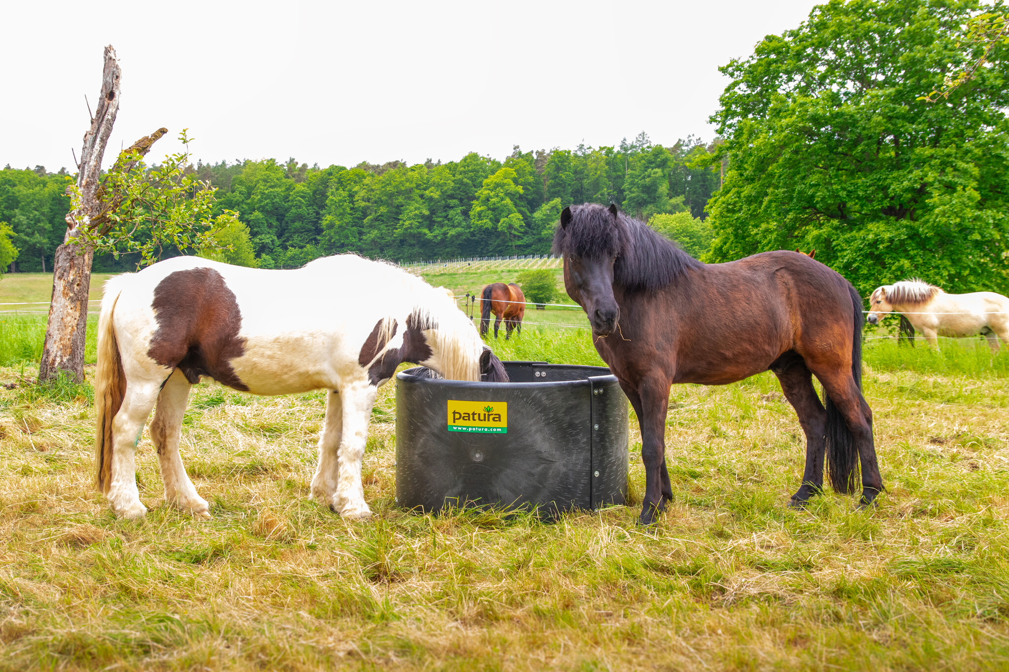 Patura Plastic Ring Feeder Slow-Feeder d = 1.25 m, h = 0.78 m, 3-part