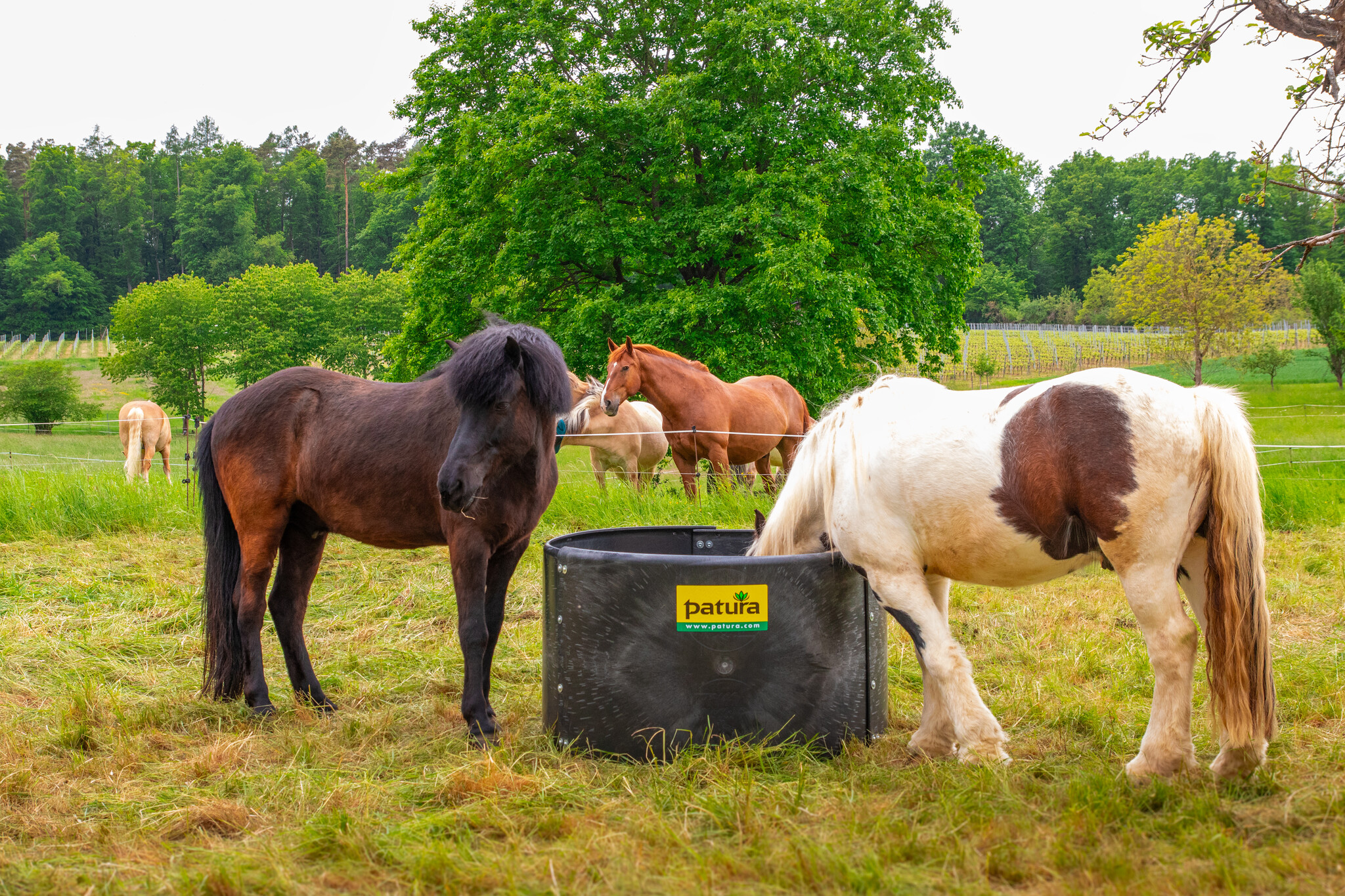 Patura Plastic Ring Feeder Slow-Feeder d = 1.25 m, h = 0.78 m, 3-part
