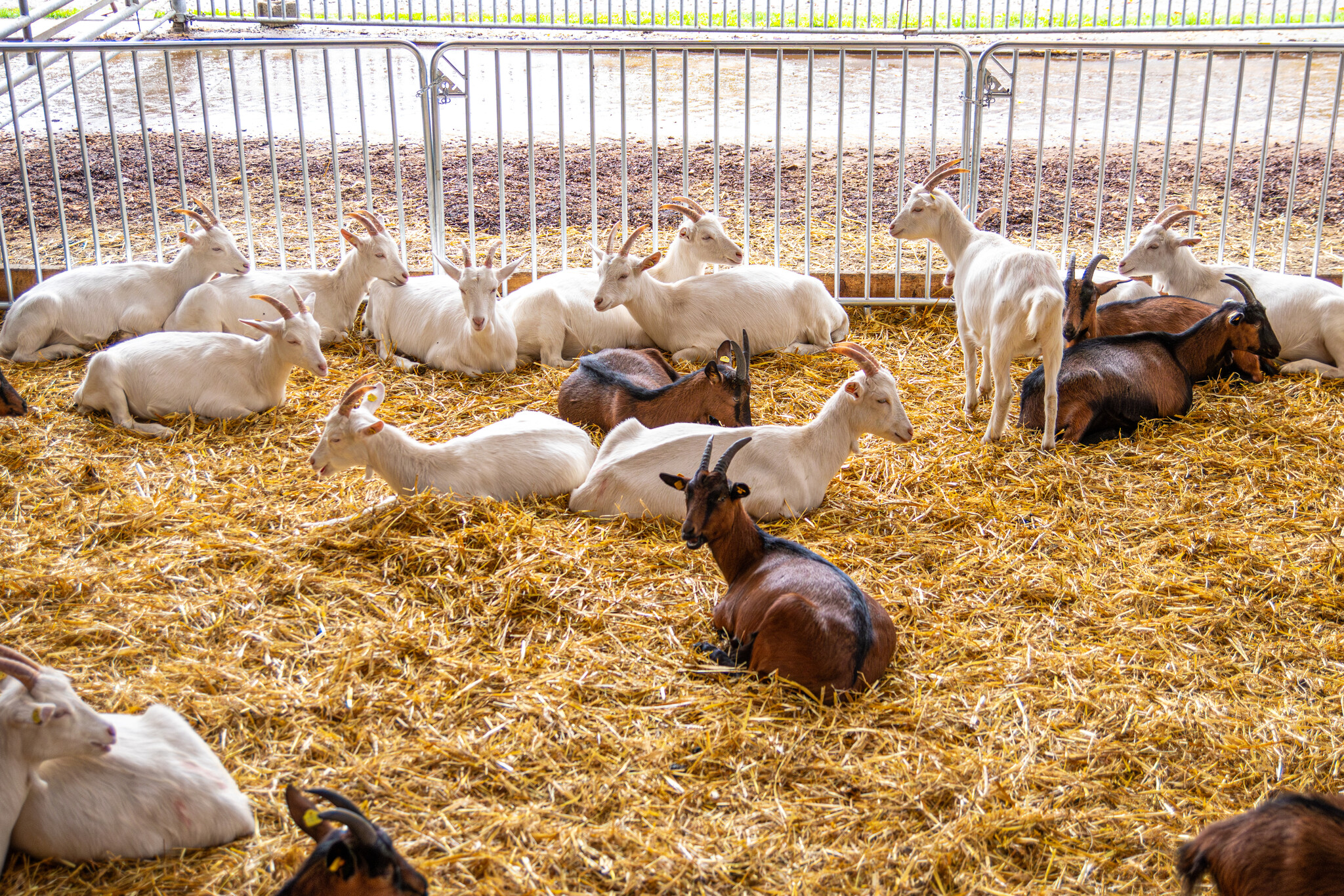 Patura Barrier Fence Duofix length 2.00 m, height 1.10 m