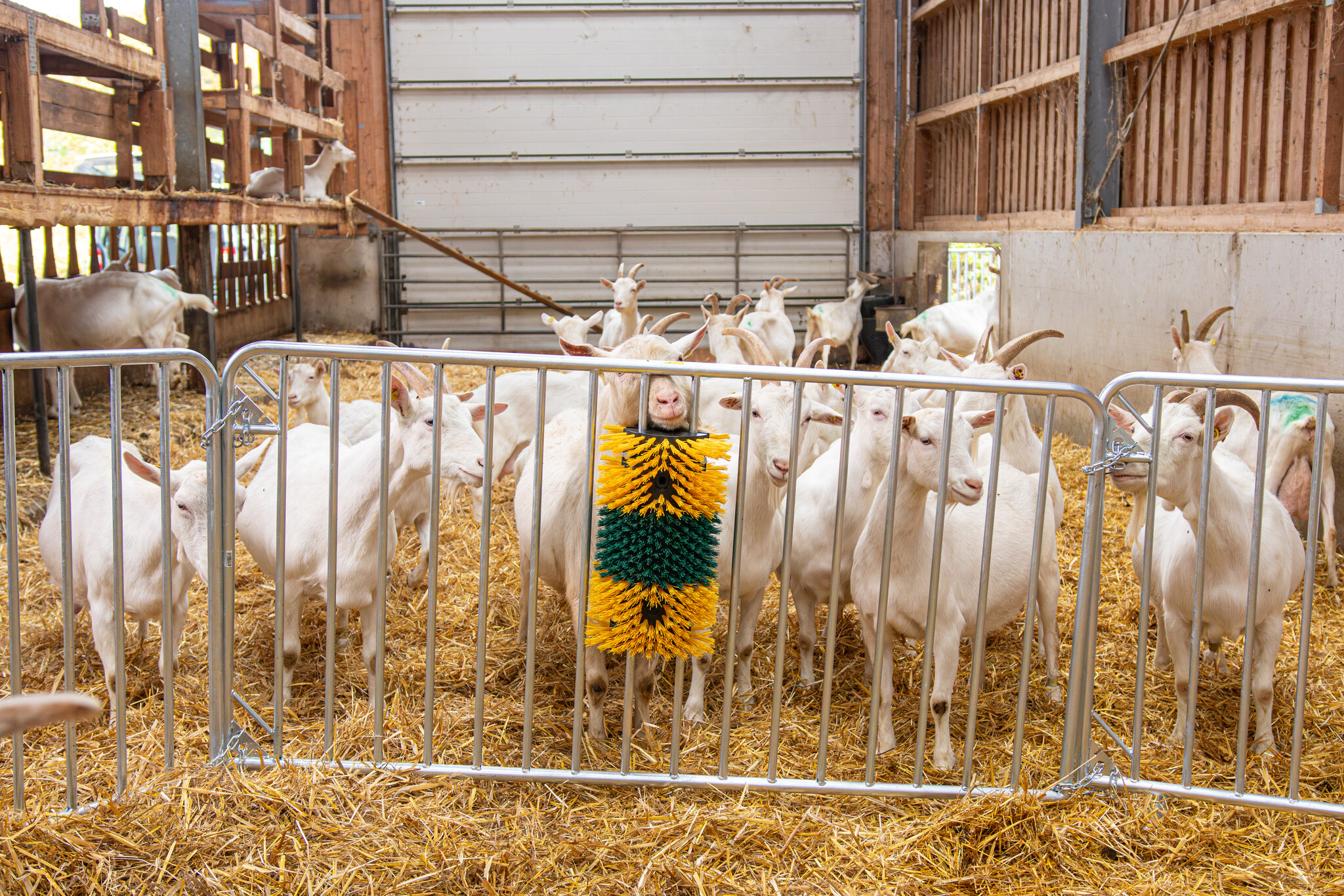 Patura Barrier Fence Duofix length 2.00 m, height 1.10 m