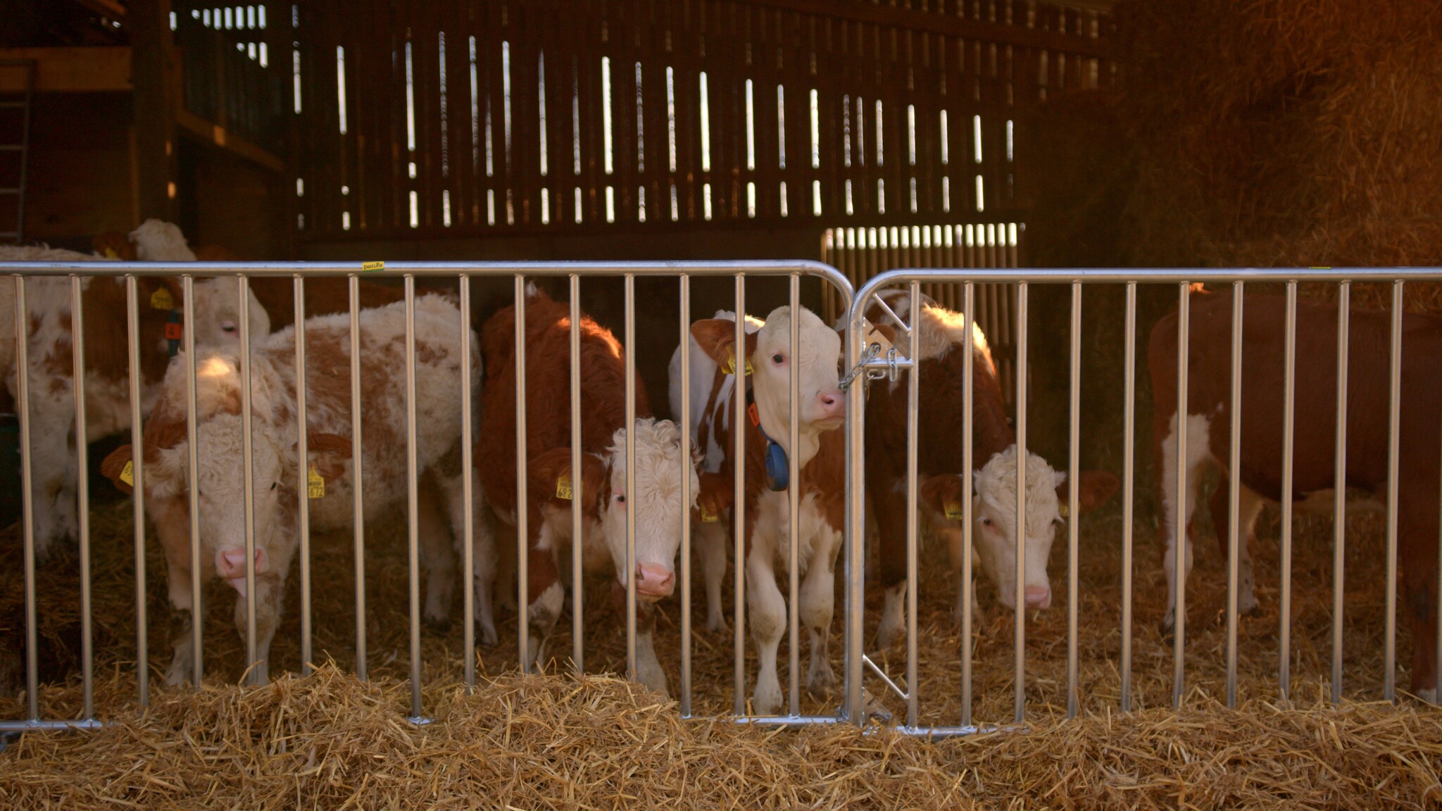 Patura Barrier Fence Duofix length 2.00 m, height 1.10 m