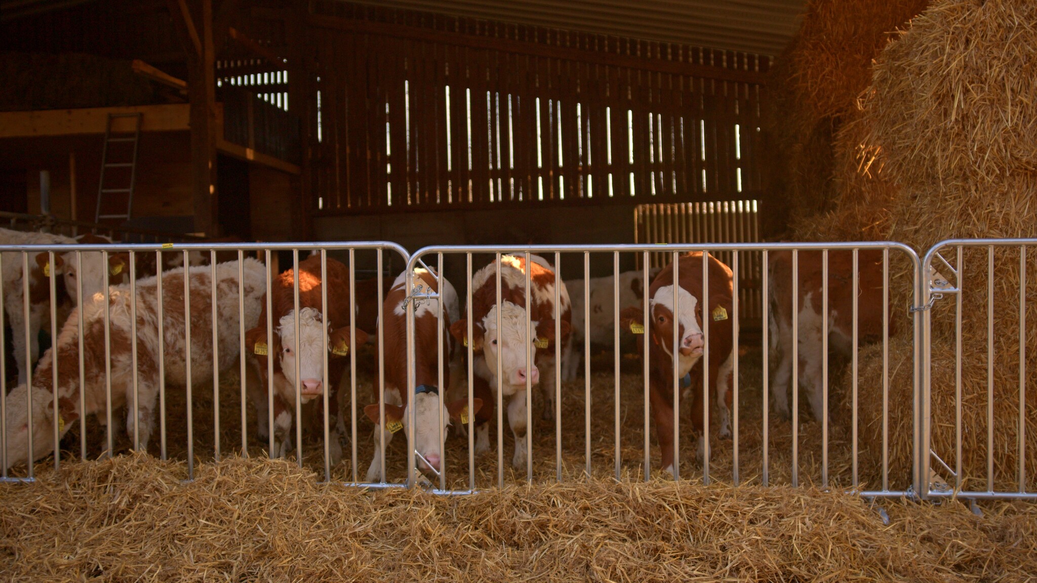 Patura Barrier Fence Duofix length 2.00 m, height 1.10 m