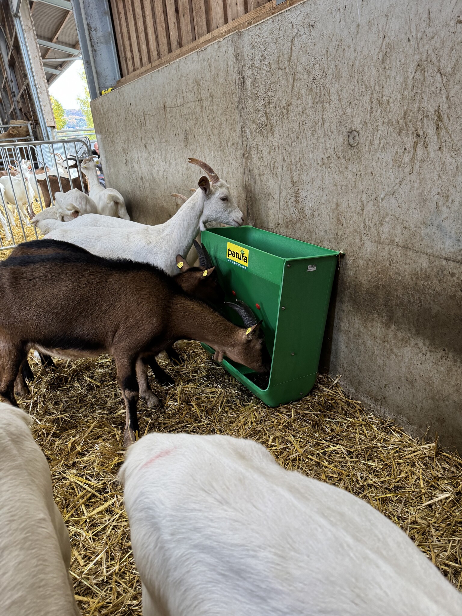 Patura Lamb Creep Feeder capacity 60 l