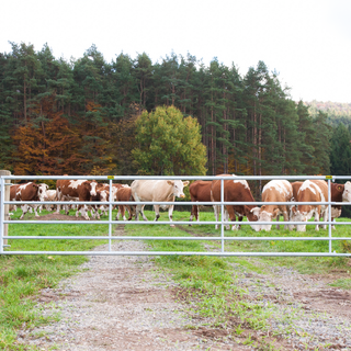 Patura Weidepoort, verstelbaar, 4,00-5,00m, hoogte 0,9m