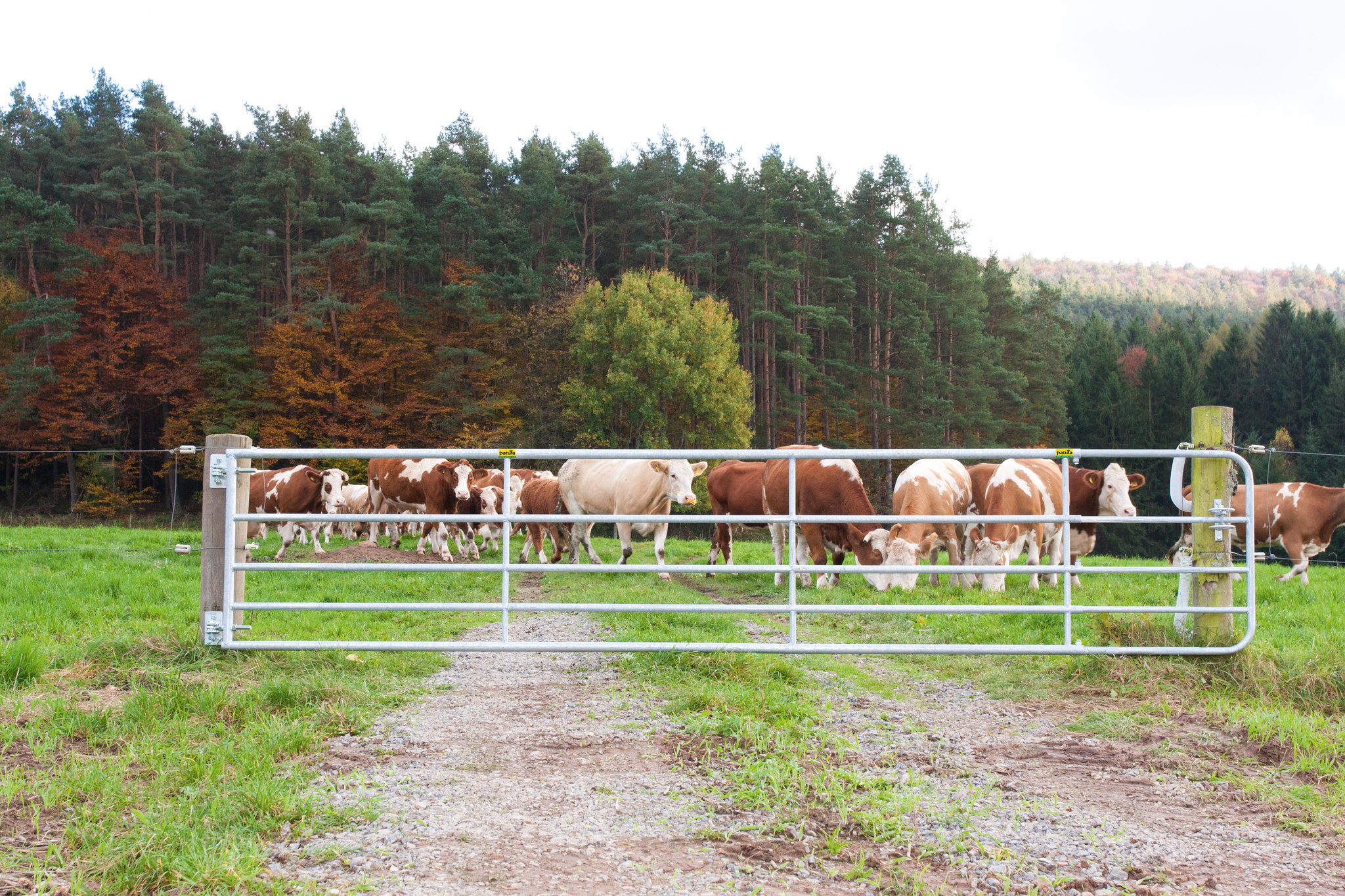 Patura Weiderasterpoort 90cm, lengte 4,00-5,0m gegalvaniseerd, incl. montageonderdelen