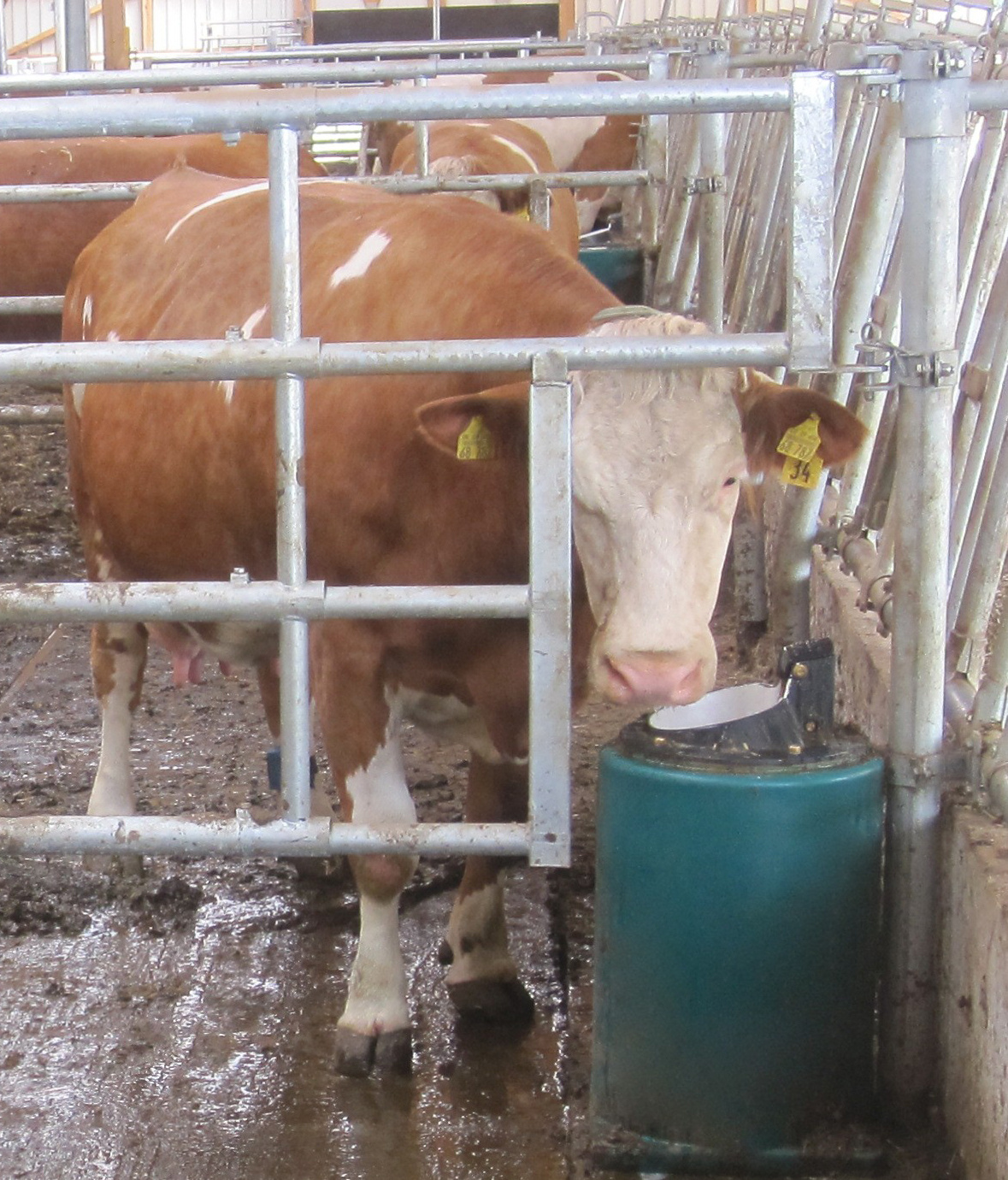 Patura Lepeldrinkbak Mod. 41A, verwarmbaar, 80 Watt