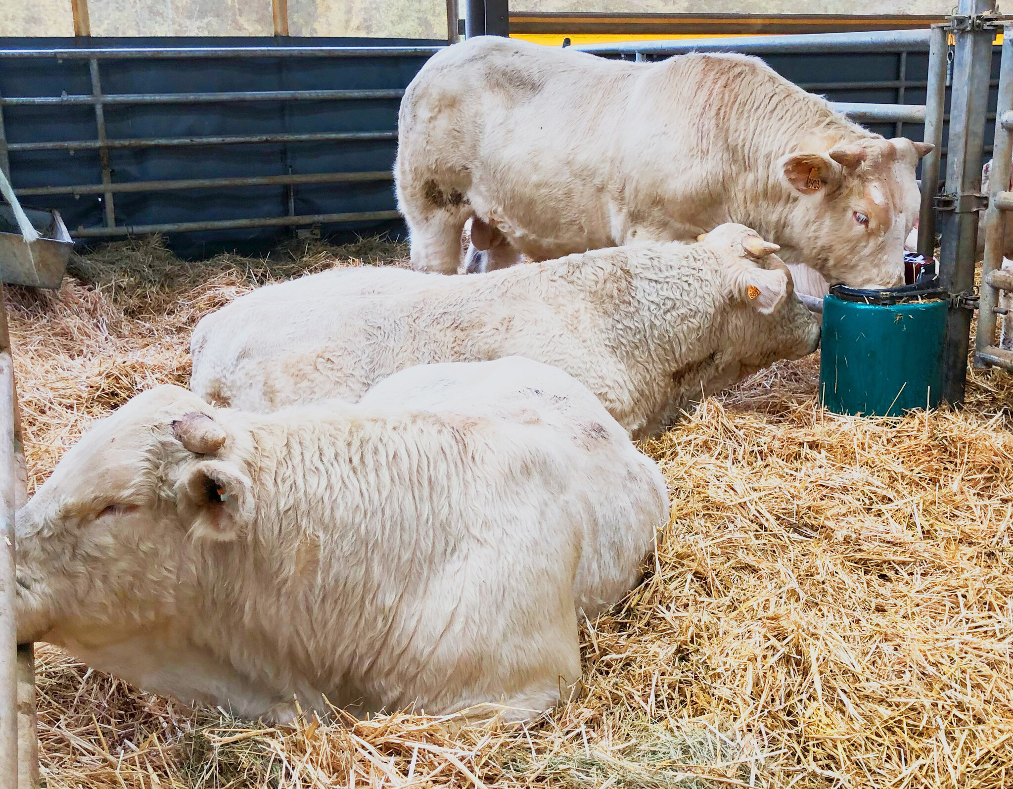 Patura Lepeldrinkbak Mod. 41A, verwarmbaar, 80 Watt