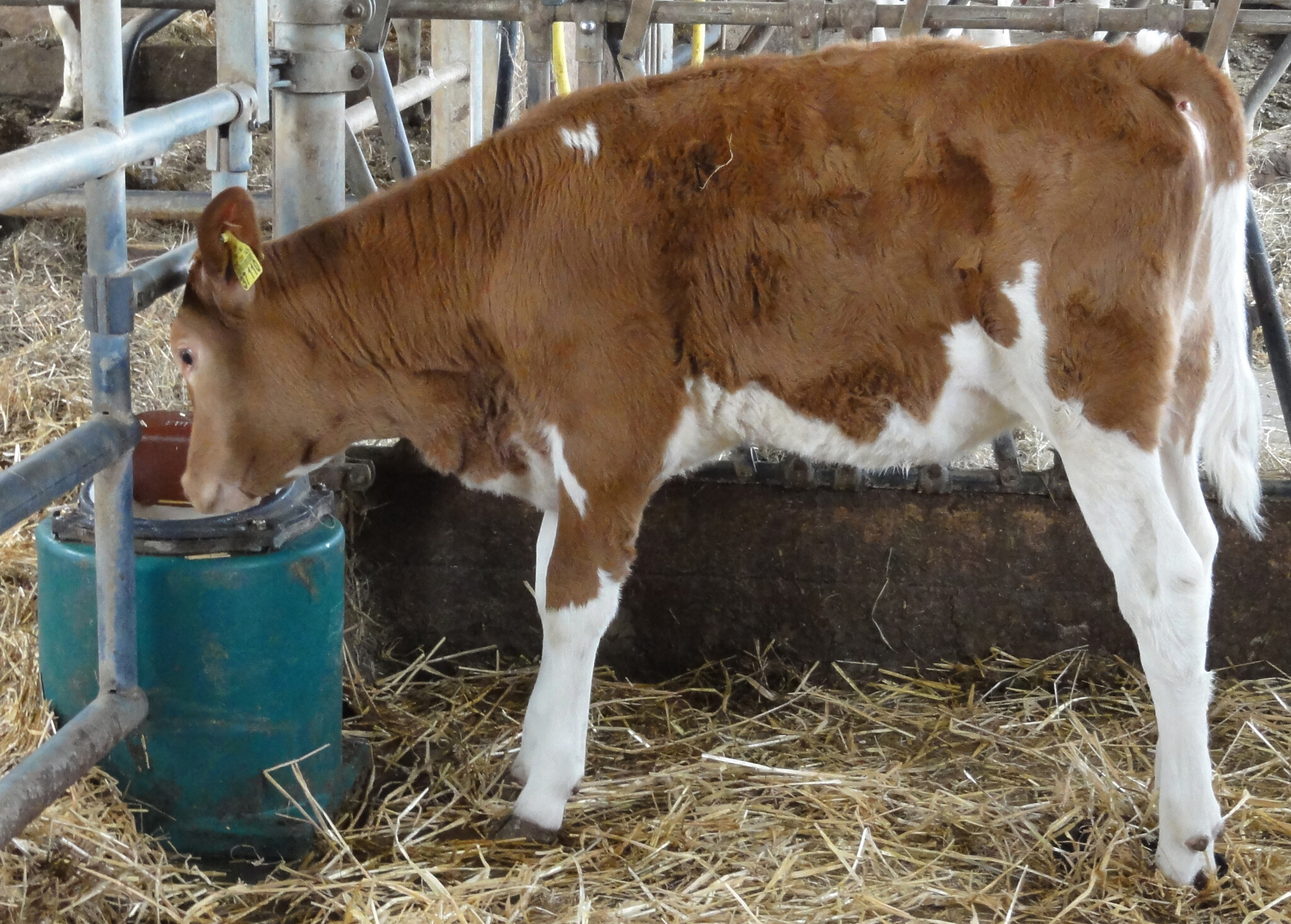 Patura Vlotterbak 43A, verwarmbaar