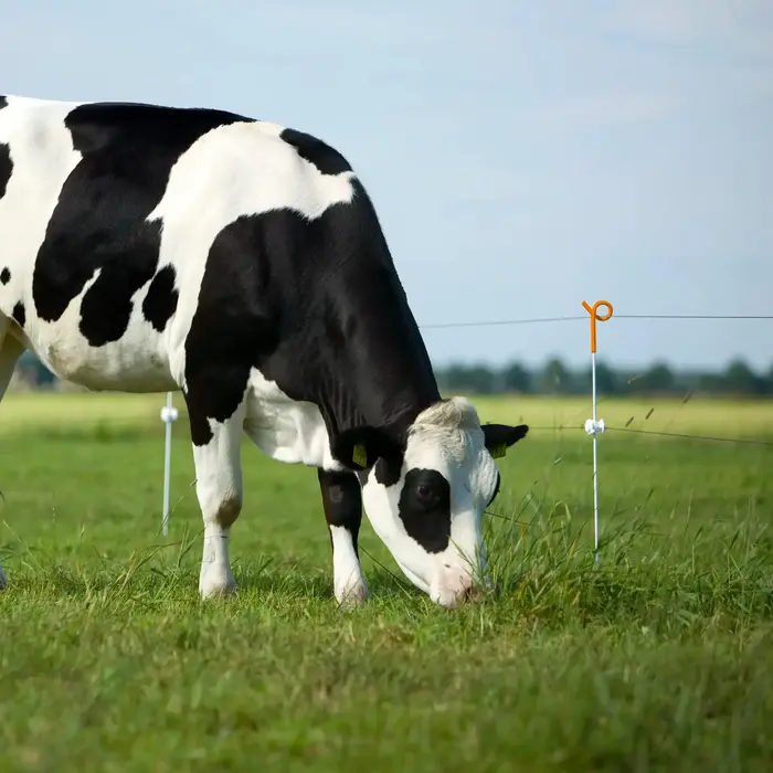 Veerstalen paal met krulisolator