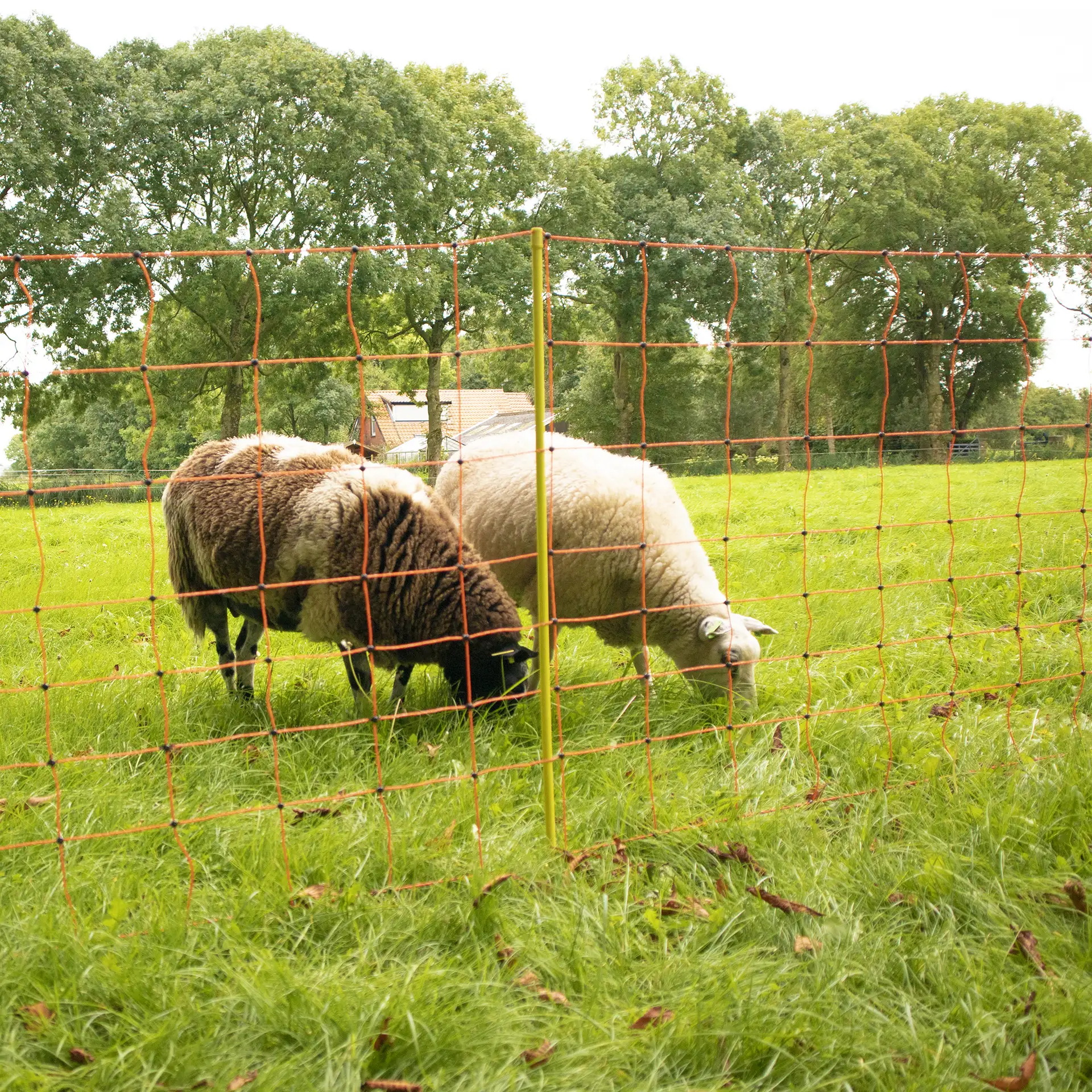 Gallagher Schapennet, Oranje 90/1-14/G-50m