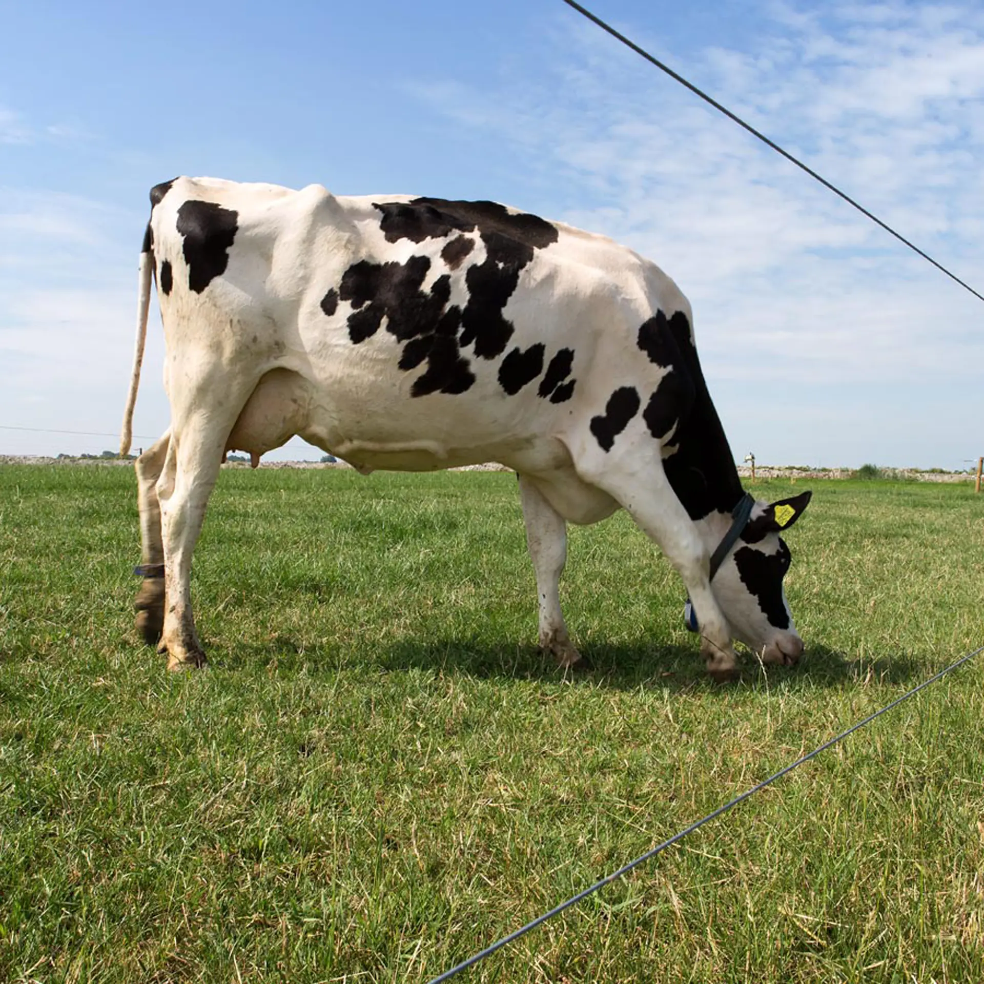 Gallagher Gealuminiseerd draad (High Tensile) ø 1,8 mm (ca. 1250 meter)