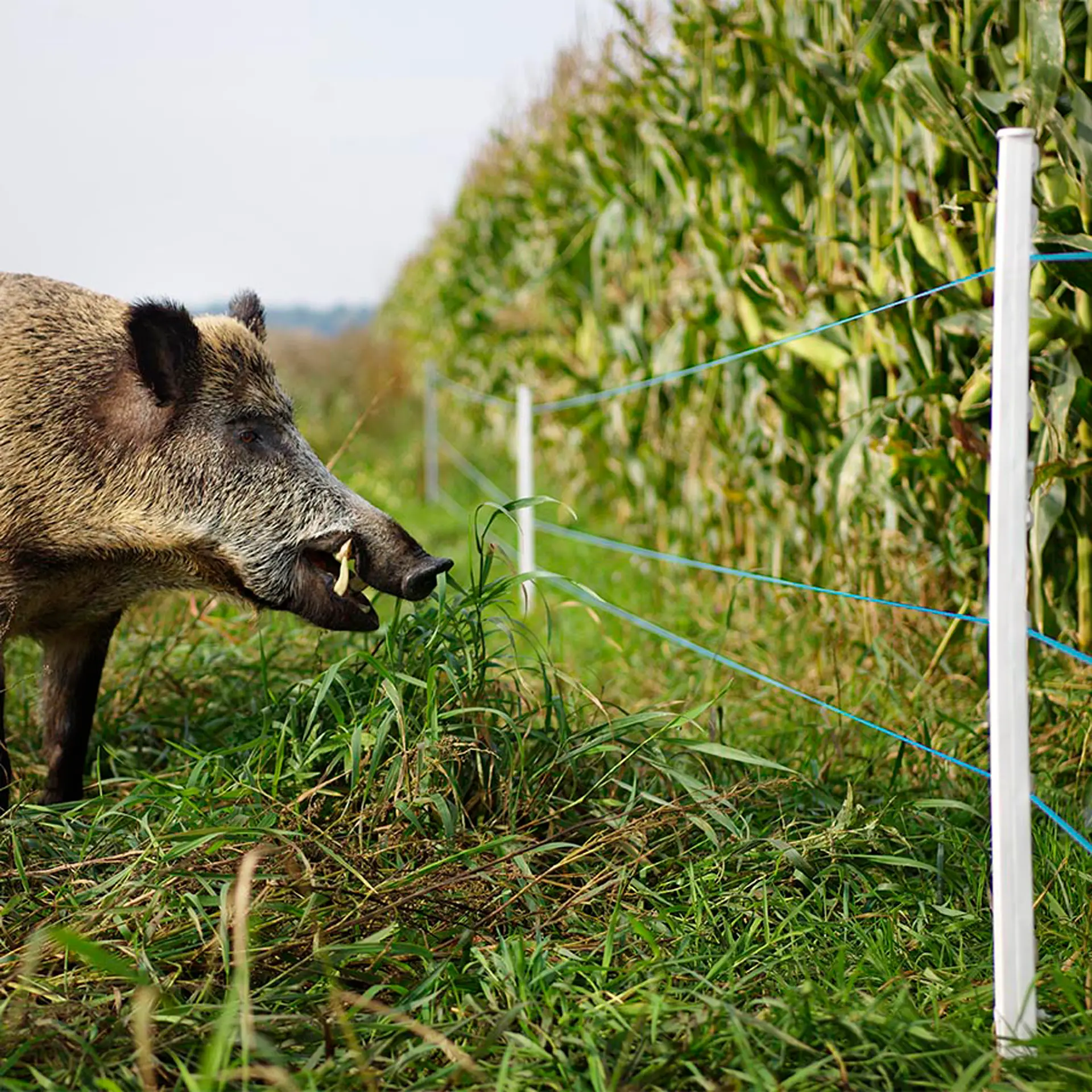 Gallagher TurboLine Kunststofdraad (blauw, 400 meter)