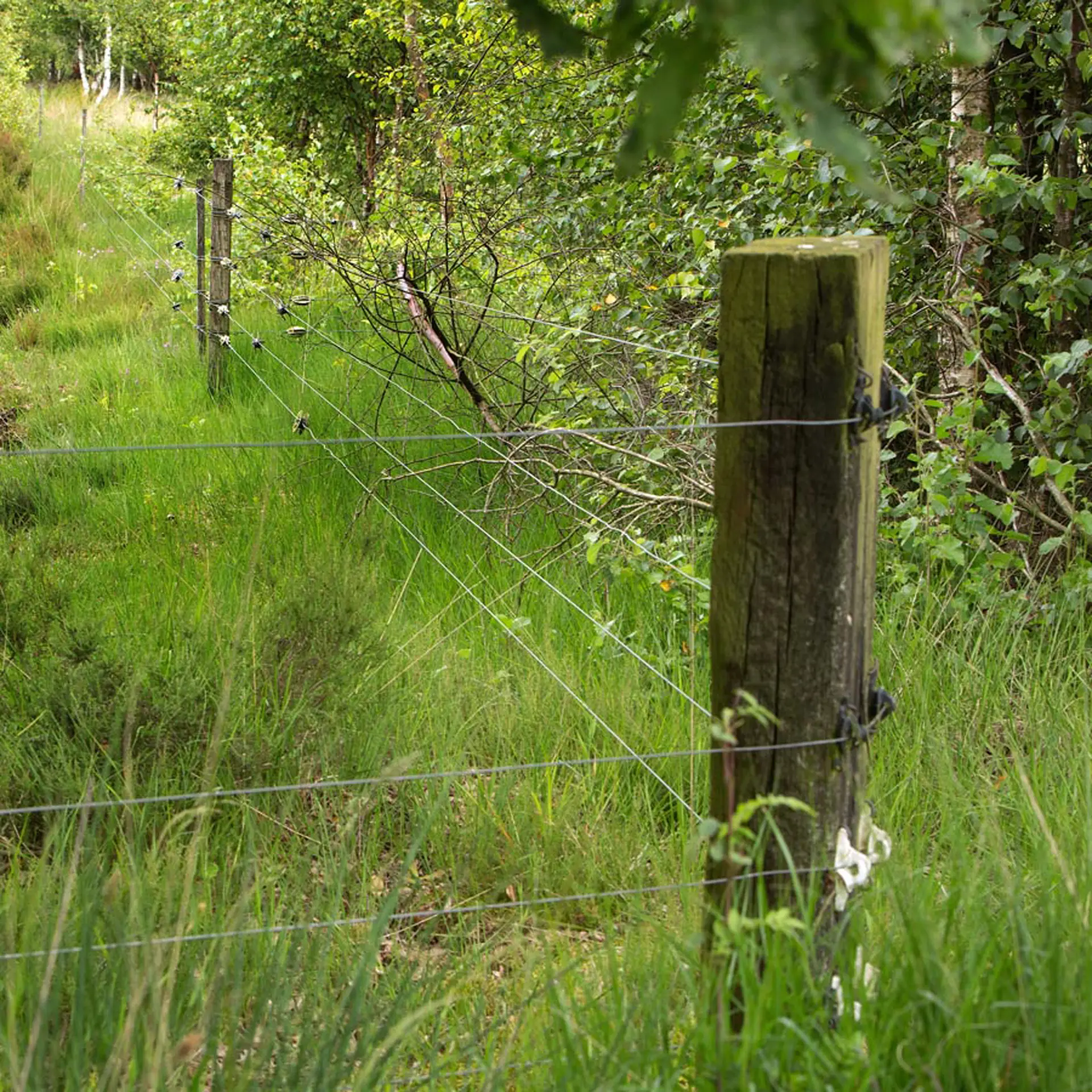 Gallagher W-isolator Super (wit, 25 stuks)