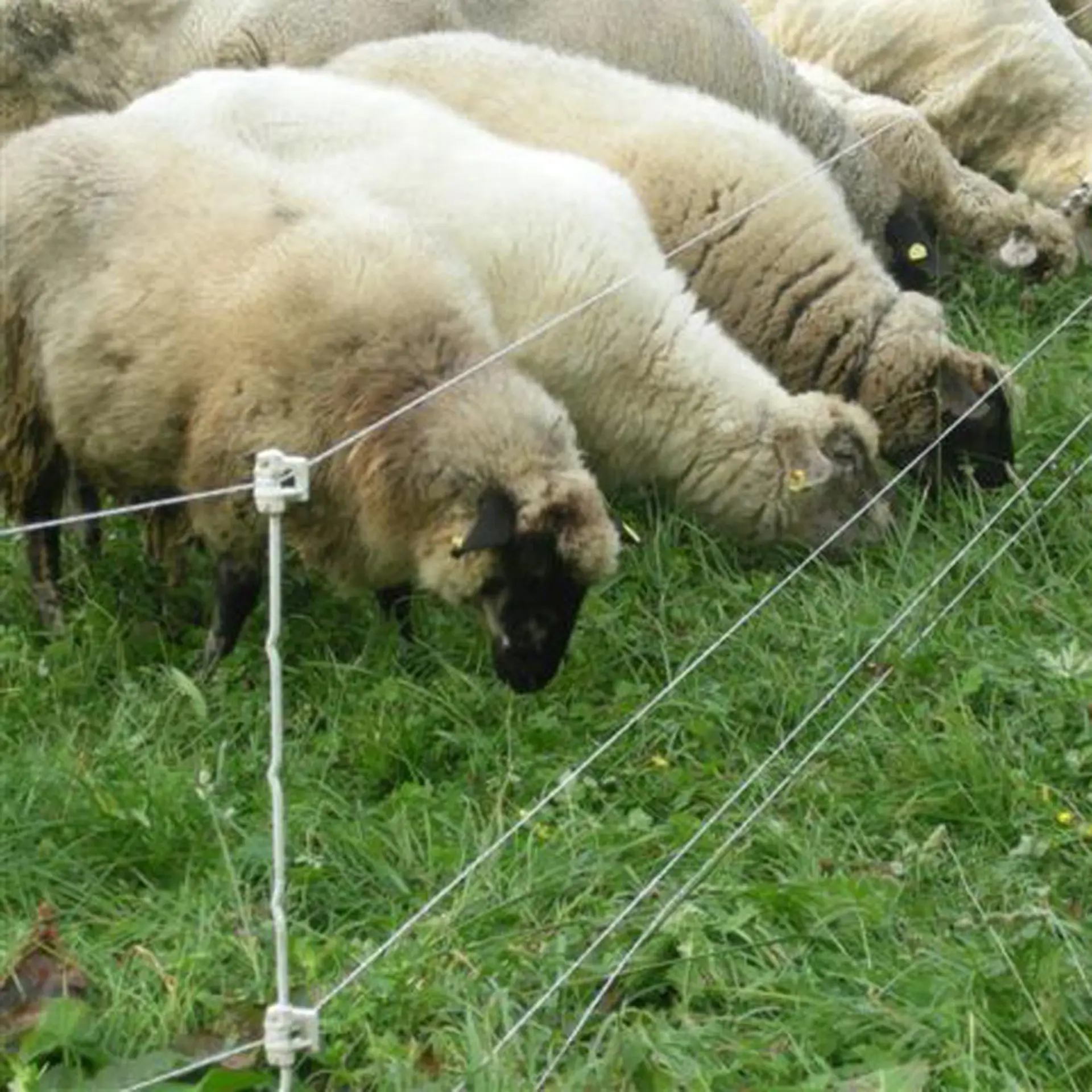 Gallagher Quattro paal, 1m (10 stuks)